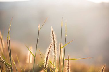 Doğal çayır çimleri rüzgâr esintisiyle yavaşça savruluyordu. Güzel yeşil sallanan çim tarlası romantizmi rahatlatıyor.. 