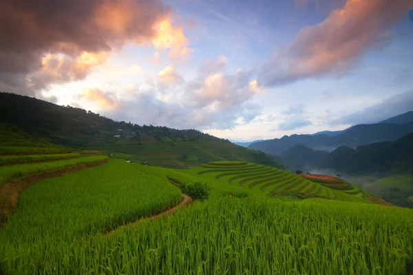 Terrain Riz Terrasses Pendant Saison Des Récoltes Cang Chai Vietnam — Photo