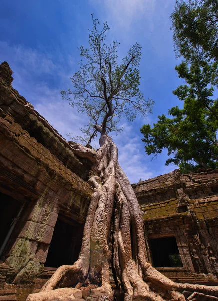 Храм Прома Ангкор Вате Сием Рип Камбоджа — стоковое фото