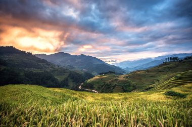 MucangChai, Vietnam 'da hasat mevsiminde teraslı pirinç tarlasında güzel bir gün batımı.