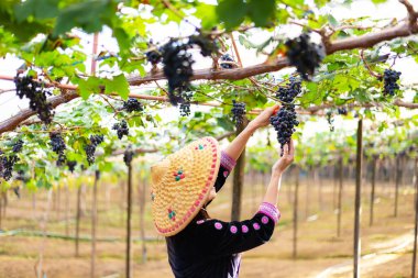 Üzüm toplamak ya da üzüm bağında hasat yapmak.