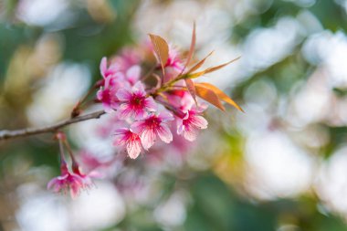 Vahşi Himalaya kirazının (Prunus cerasoides) ya da Thai sakura şelalesinin yakın çekimi