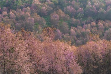 Renkli doğa manzarası bahar ormanı arka planı, Pembe Himalaya kiraz çiçeği çiçeği ağacı 