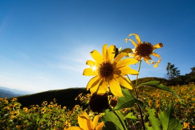 Şaşılacak sarı nergisler sabah güneşinde çiçek tarlasında. Bahar arkaplanı için mükemmel görüntü, çiçek manzarası. 