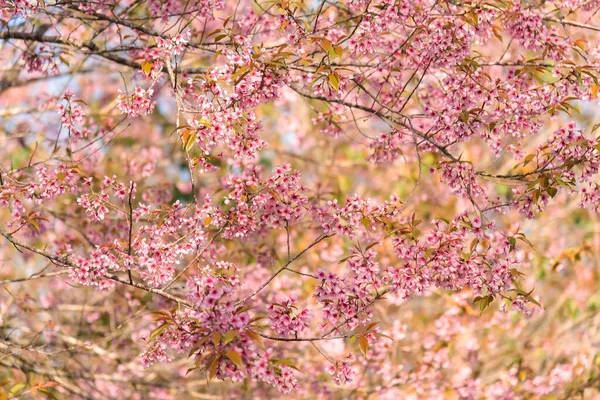 경관의 분홍빛 히말라야 — 스톡 사진