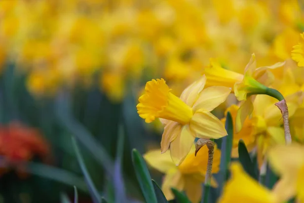 Amazing Yellow Daffodils Campo Flores Luz Sol Manhã Imagem Perfeita — Fotografia de Stock