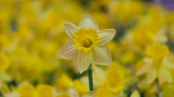 Amazing Yellow Daffodils Campo Flores Luz Sol Manhã Imagem Perfeita — Fotografia de Stock