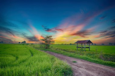 Mavi gökyüzünün altında bulutlu yeşil çayır
