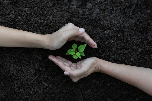 Close Plant Female Hands Care Environment Ecology Concep — Stock Photo, Image