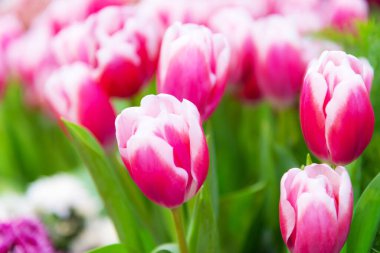 Parktaki laleler. Arka planda hafif odaklanma. Güneş ışığı altında.