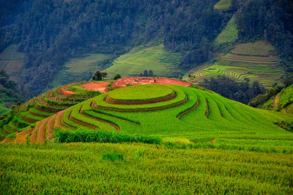 Terraced Rice Field Harvest Season Cang Chai Rice Terrace Sunset —  Fotos de Stock