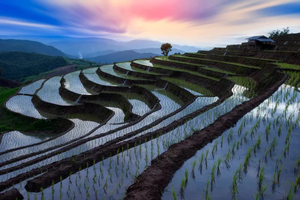 Terrain Riz Terrasse Pendant Saison Eau Cang Chai Province Yen — Photo