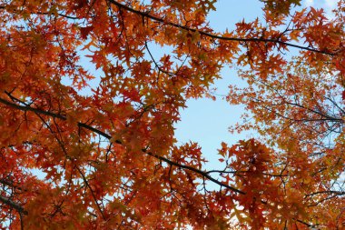 Güzel sonbahar tatili mevsimi