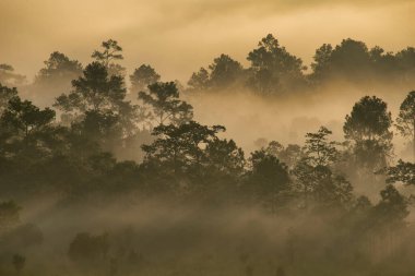 Sabah güneş ışığı ve sis ön tarafta.
