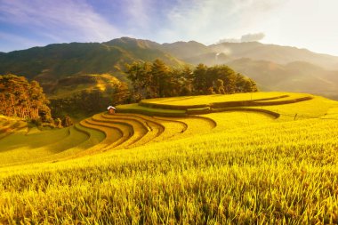 Mu Cang Chai hasat sezonunda Teraslı pirinç tarlası, Gün batımında Pirinç terası, Vietna Kuzeydoğu bölgesi
