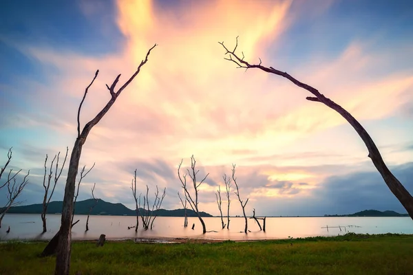 Dead trees in the water, spring at the lake with sunset