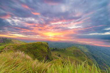 Ormanda güneşli ve sisli güzel bir sabah
