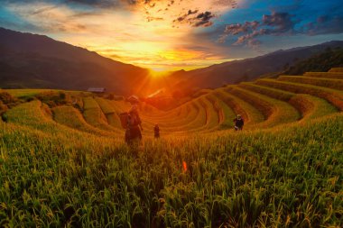 Mu Cang Chai kasabası / Vietnam: H 'Mong kadınları pirinç terasında çalışıyor
