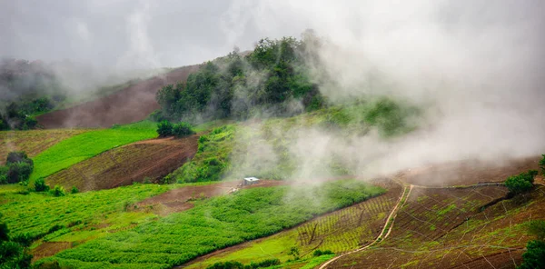 Nevoeiro Que Cobriu Floresta Nas Montanhas Pela Manhã — Fotografia de Stock