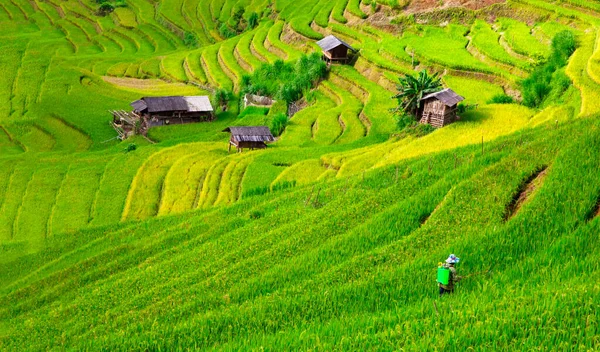 Rizières Terrasses Cang Chai Yenbai Vietnam — Photo