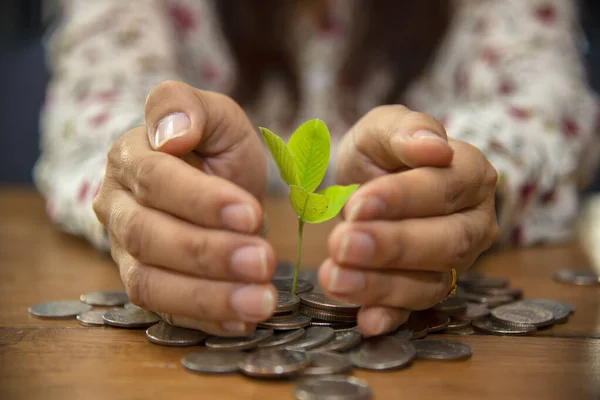 Planta Que Crece Del Concepto Del Negocio Del Dinero Metáfora —  Fotos de Stock