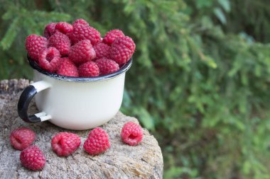 ormanda bir ağaç üzerinde Kupası ahududu güdük