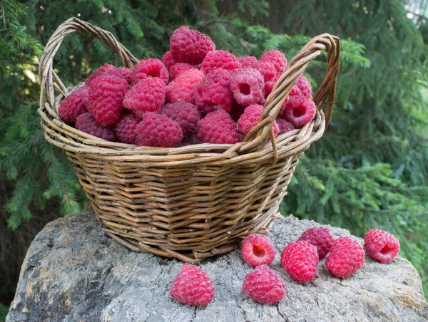 Basket with a raspberry on a stump in the forest — Stock Photo, Image