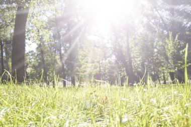 Güneş ışınları parkta çim