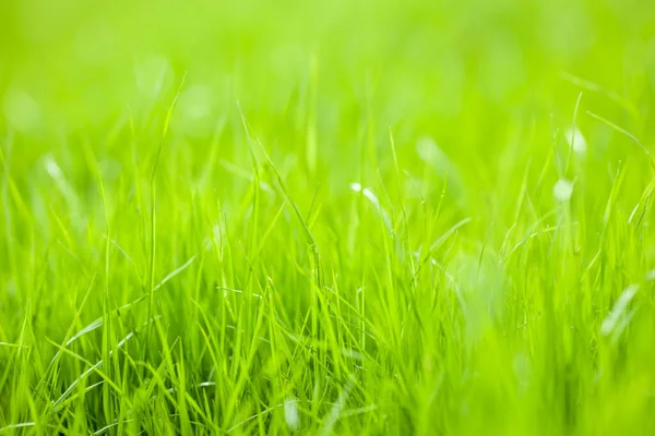 Césped de pasto joven. Copiar espacio para texto. —  Fotos de Stock