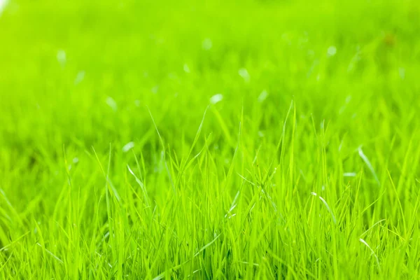 Gazon van jong gras. Kopieer ruimte voor tekst. — Stockfoto