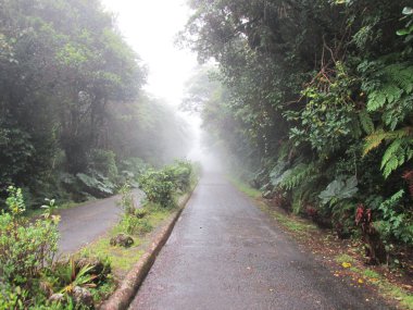 Misty walkway through Cloud Forest clipart