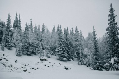 Dağlarda kış. Dağların tepesinde kar var. Serbest bırak. ekstrem spor dağları 