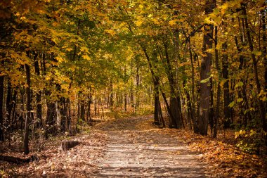 Altın sonbahar ormanı, ormandaki yol