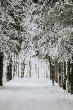 Sessiz boş kozalaklı orman parkı soğuk bulutlu bir öğleden sonra, ağaçlar beyaz buzullarda