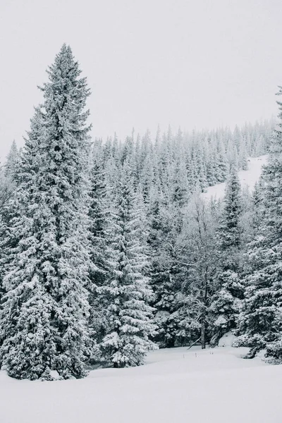 山の中の冬 山の上の雪だ 自由の身だ 極端なスポーツ山 — ストック写真