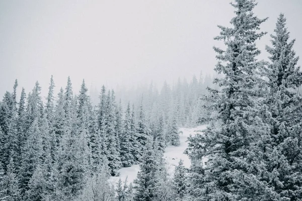 山の中の冬 山の上の雪だ 自由の身だ 極端なスポーツ山 — ストック写真