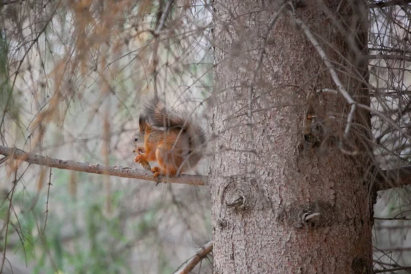 在森林的背景下 豪华的灰色松鼠在树枝上吃东西 — 图库照片