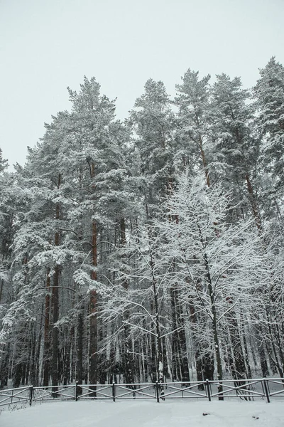 寒冷多云的下午 清静空旷的针叶林公园 白霜中的树木 — 图库照片