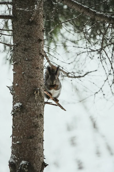 在白雪覆盖的森林的背景下 一只豪华的灰松鼠在树枝上吃东西 — 图库照片