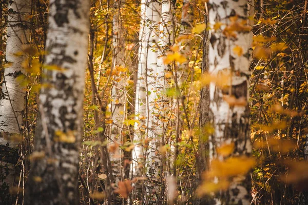Floresta Dourada Outono Estrada Floresta — Fotografia de Stock