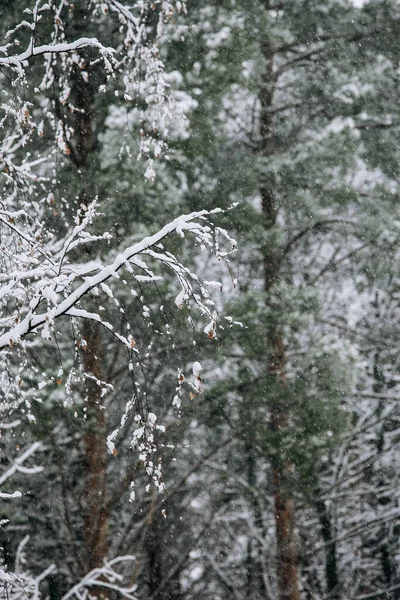 寒冷多云的天气 树上长满了白雪 没有雪 — 图库照片