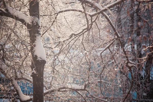 Sagolik Vinterskog Vinterträd Snön Klar Frostig Solnedgång Snö Gnistrar Solnedgången — Stockfoto