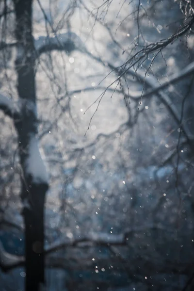 Märchenhafter Winterwald Winterbäume Schnee Während Eines Strahlend Frostigen Sonnenuntergangs Schnee — Stockfoto
