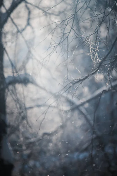 Forêt Hivernale Conte Fées Arbres Hiver Dans Neige Lors Coucher — Photo