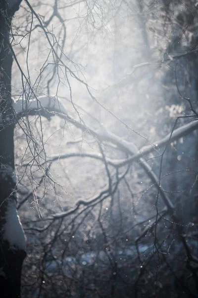 Forêt Hivernale Conte Fées Arbres Hiver Dans Neige Lors Coucher — Photo