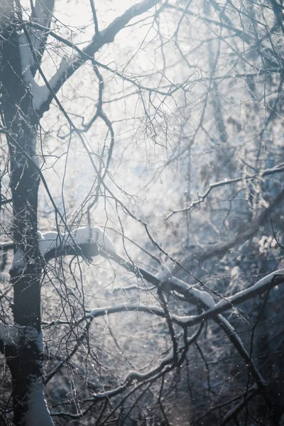 Forêt Hivernale Conte Fées Arbres Hiver Dans Neige Lors Coucher — Photo