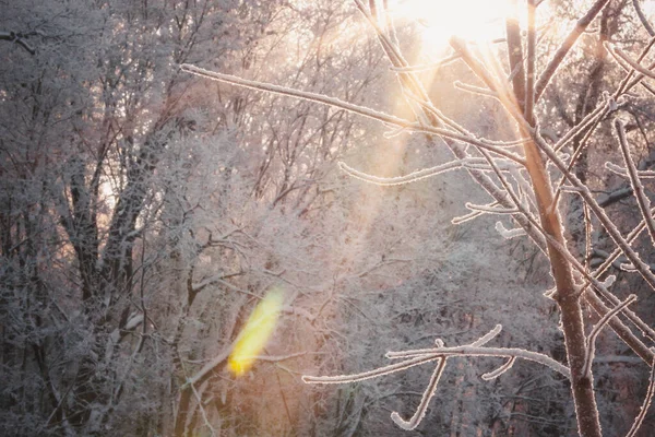 Märchenhafter Winterwald Winterbäume Schnee Während Eines Strahlend Frostigen Sonnenuntergangs Schnee — Stockfoto
