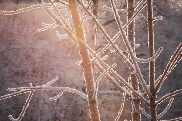 Сказочный Зимний Лес Зимние Деревья Снегу Время Яркого Морозного Заката — стоковое фото
