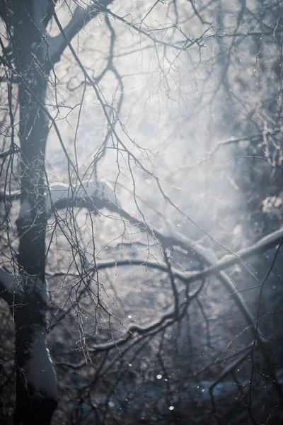 Märchenhafter Winterwald Winterbäume Schnee Während Eines Strahlend Frostigen Sonnenuntergangs Schnee — Stockfoto