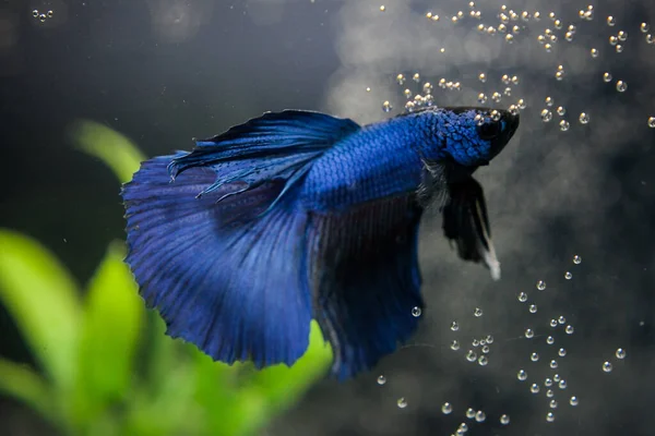 fish fighting cockerel blue in water with bubbles